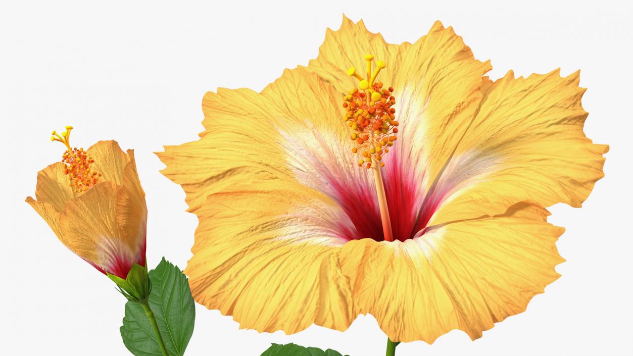 3D model Flowering Hibiscus Stem Orange