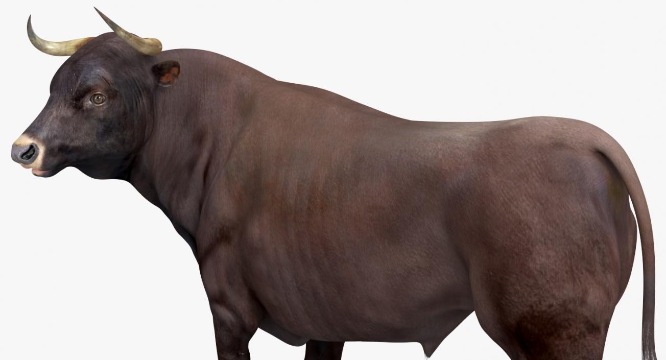 3D Bull Standing Pose model