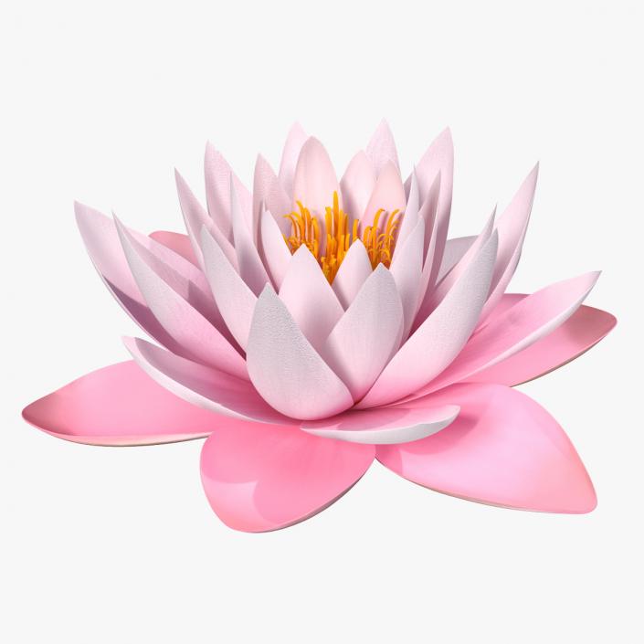 3D Blooming Nymphaea Colorado Pink Lily