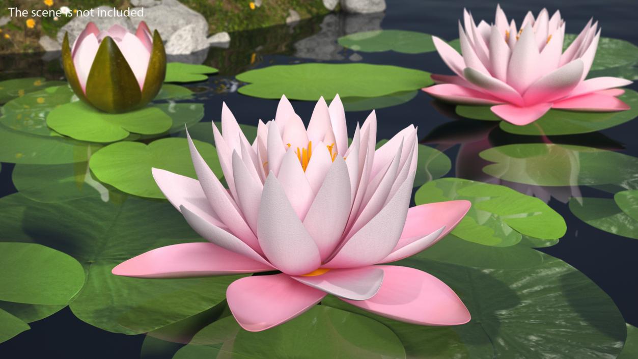 3D Blooming Nymphaea Colorado Pink Lily