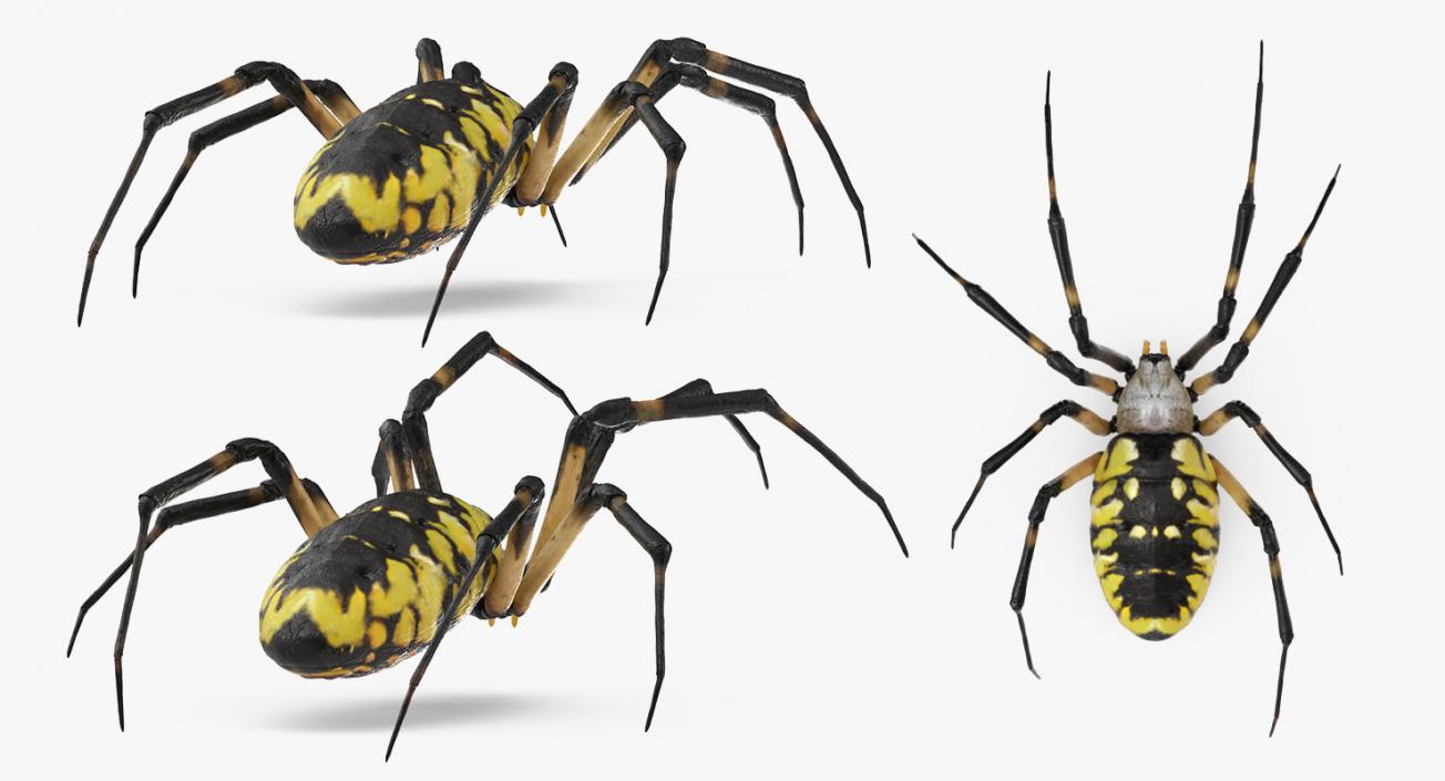 3D Argiope Aurantia or Yellow Garden Spider Rigged for Maya