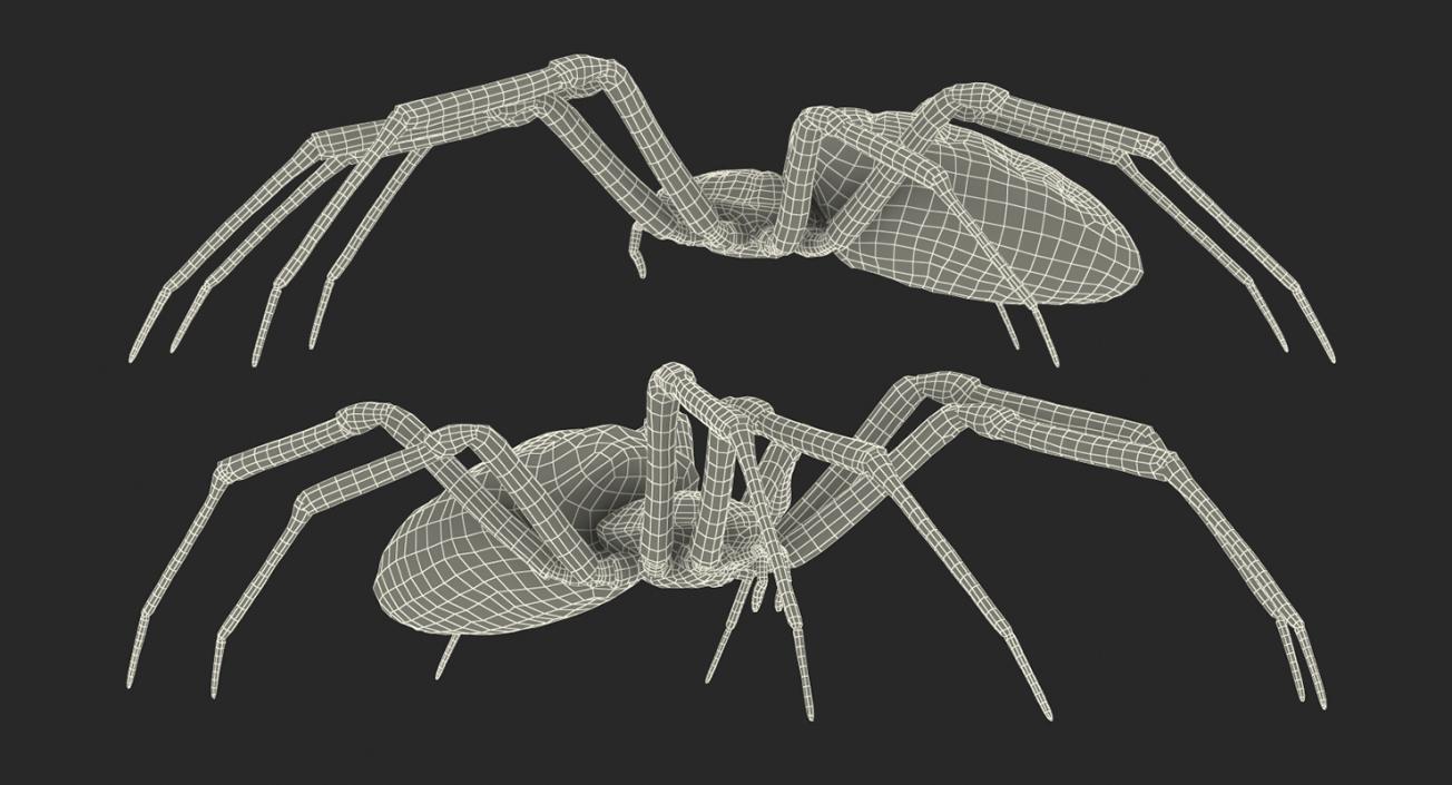 3D Argiope Aurantia or Yellow Garden Spider Rigged for Cinema 4D