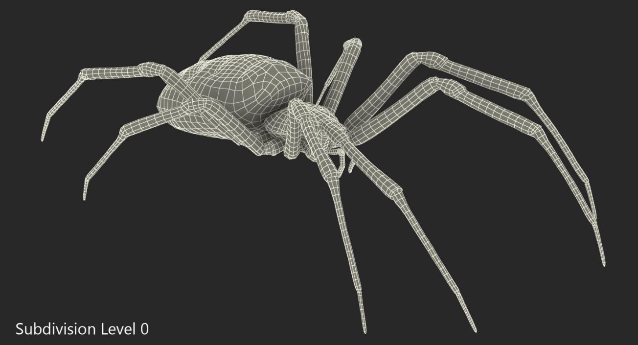 3D Argiope Aurantia or Yellow Garden Spider Rigged for Cinema 4D