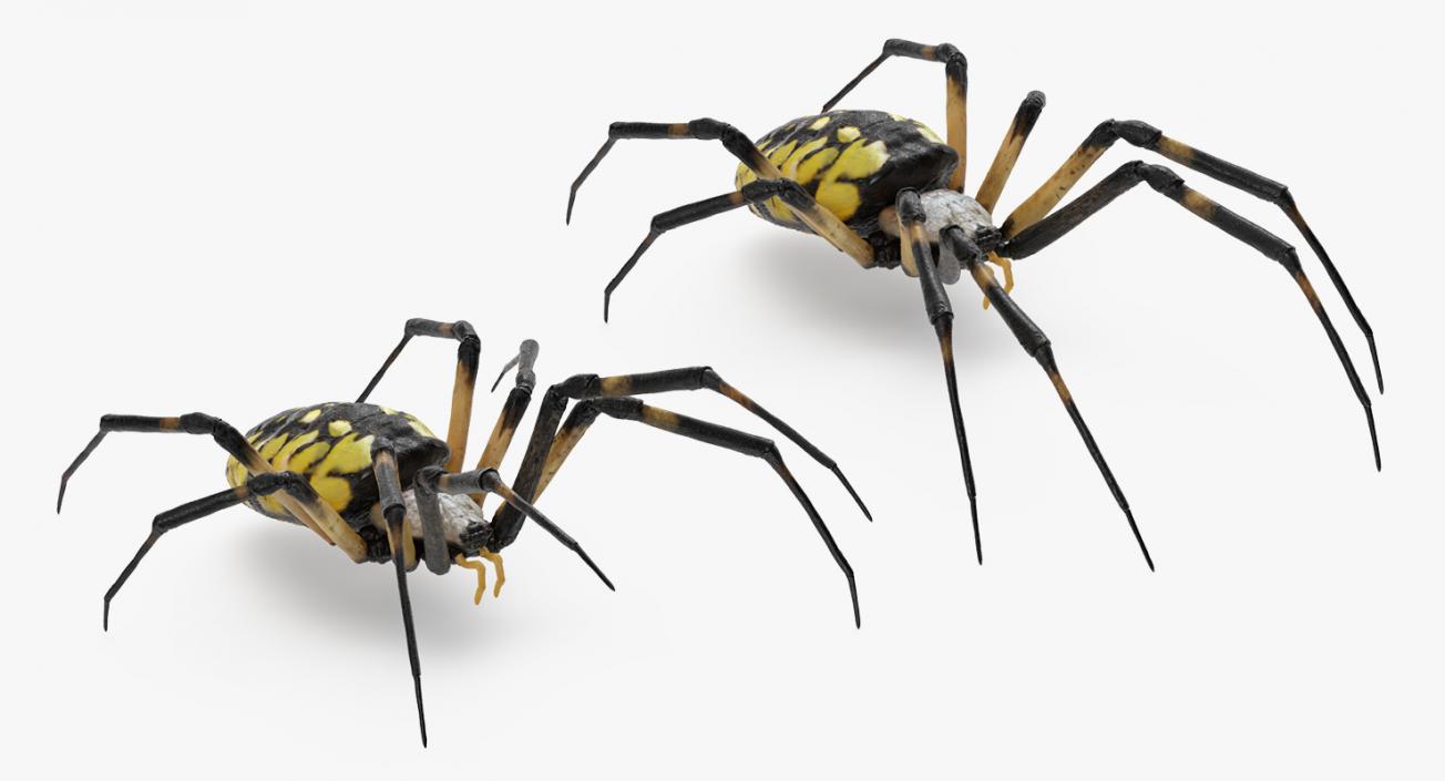 3D Argiope Aurantia or Yellow Garden Spider Rigged for Modo