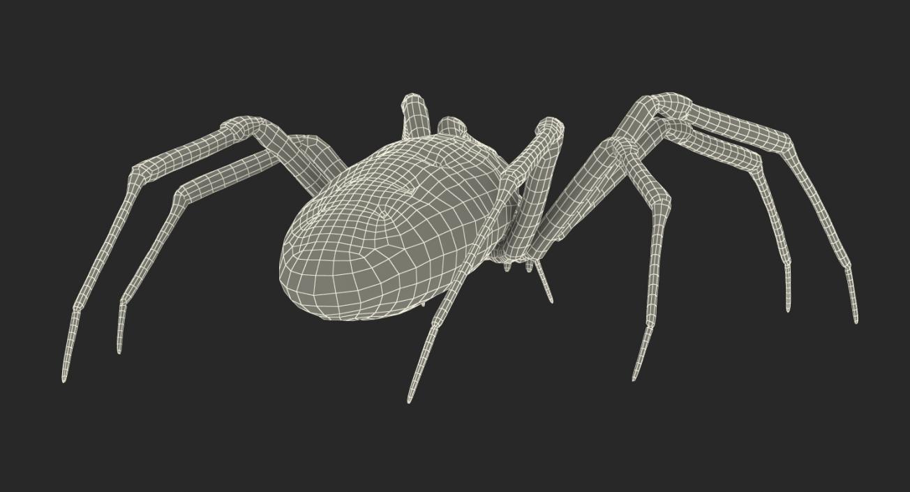3D Argiope Aurantia or Yellow Garden Spider Rigged for Maya