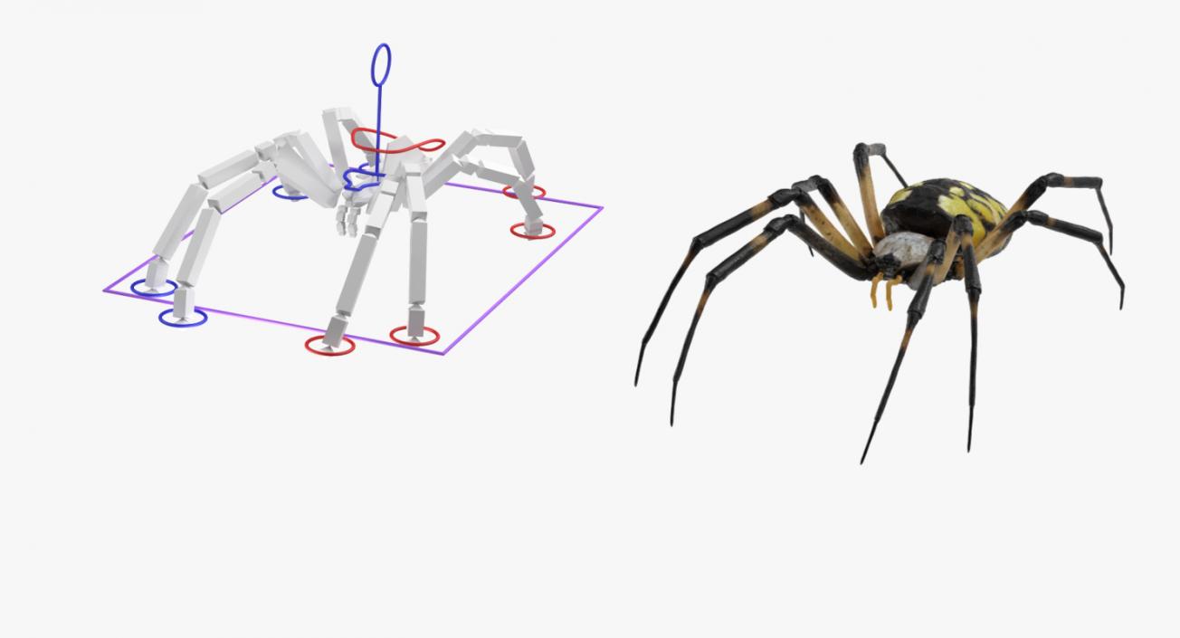 3D Argiope Aurantia or Yellow Garden Spider Rigged for Modo