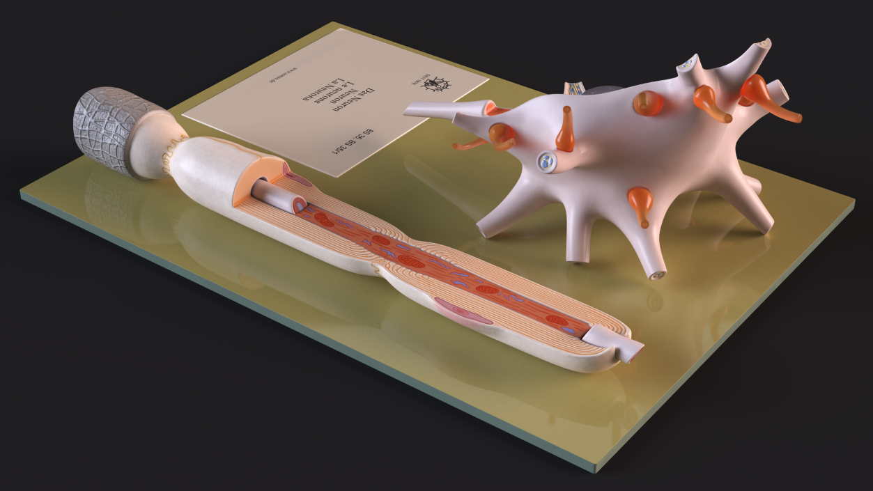 Human Neuron Model Cross-Section on Stand(1) 3D model