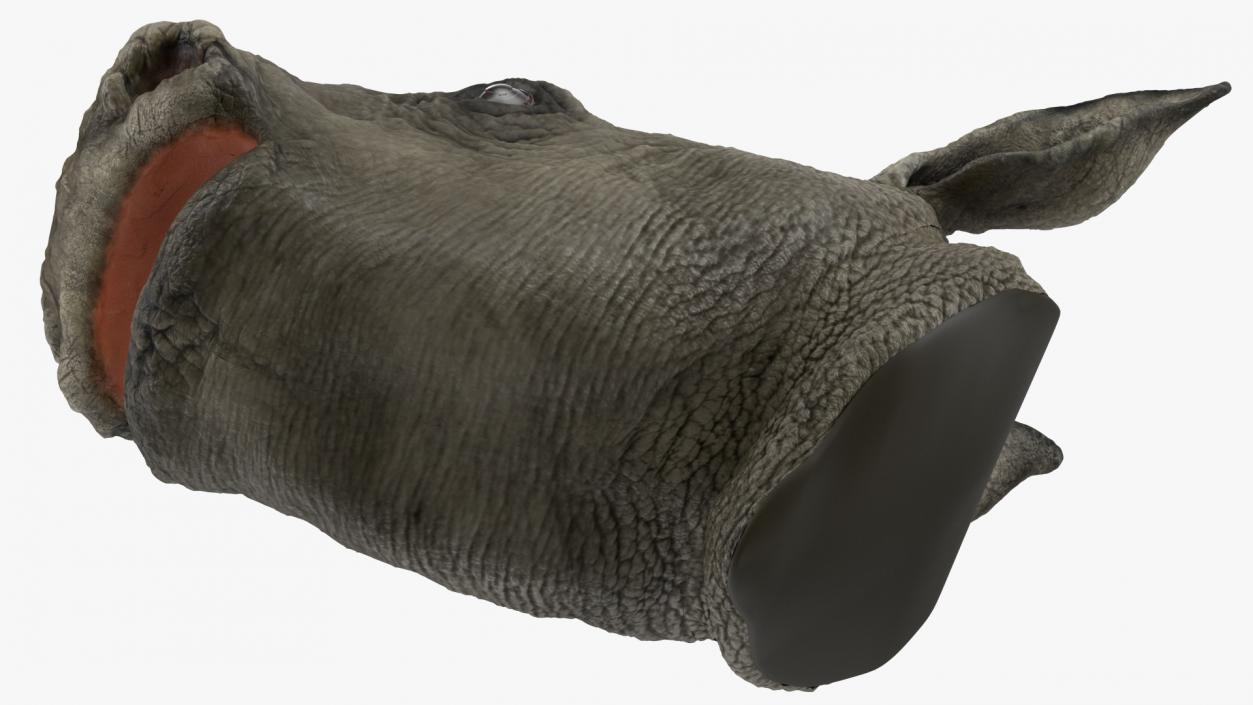 3D model Baby Rhino Head