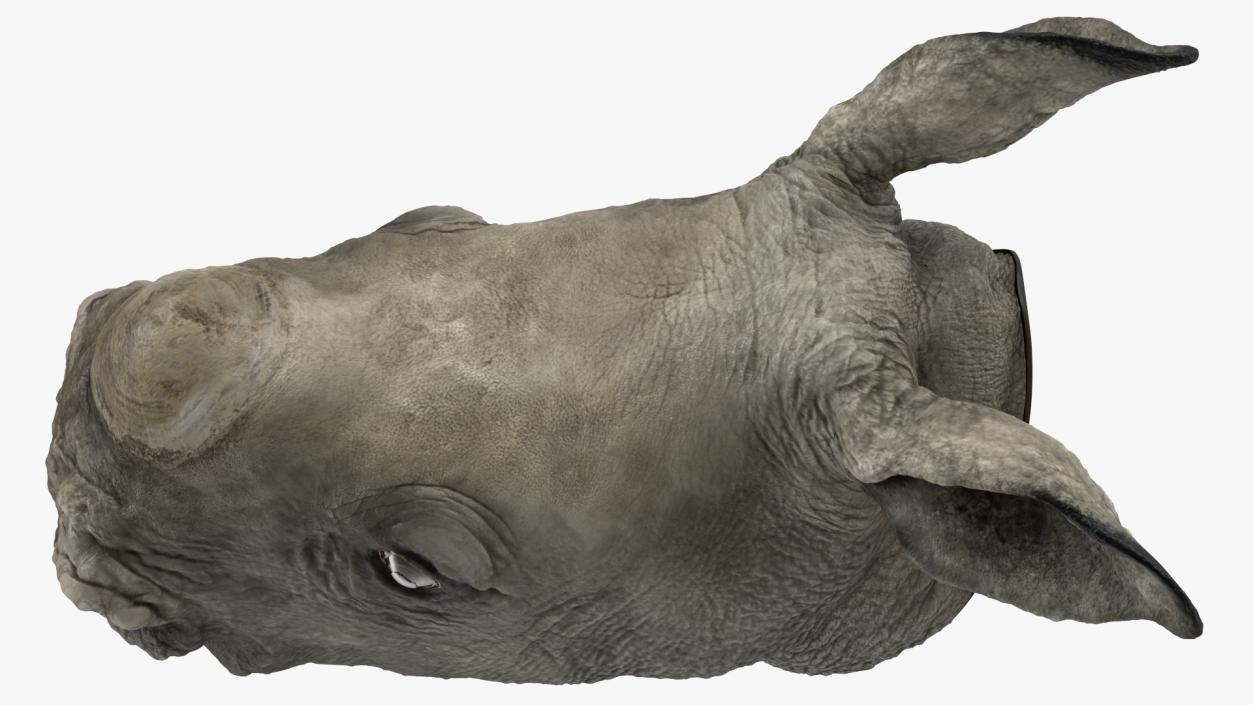 3D model Baby Rhino Head