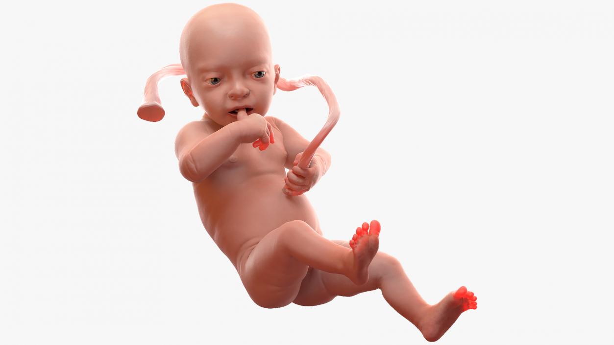 Baby Boy at 32 Weeks Rigged 3D