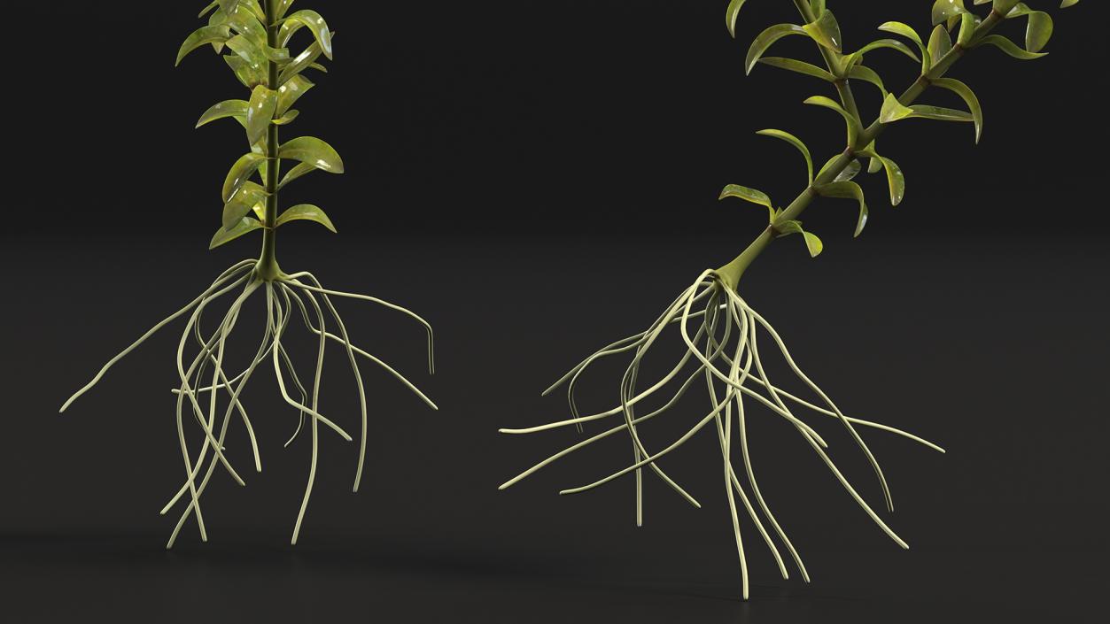 3D Aquatic Plant Elodea Adult