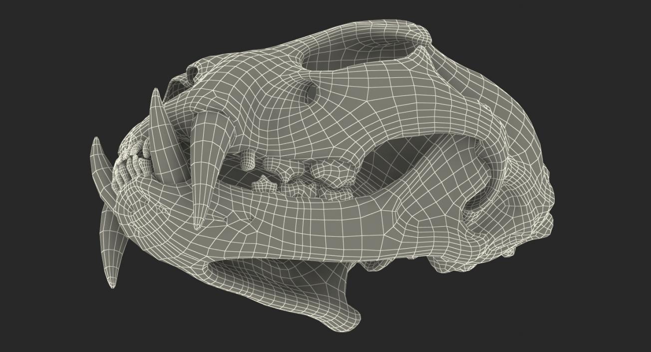 3D Tiger Skull