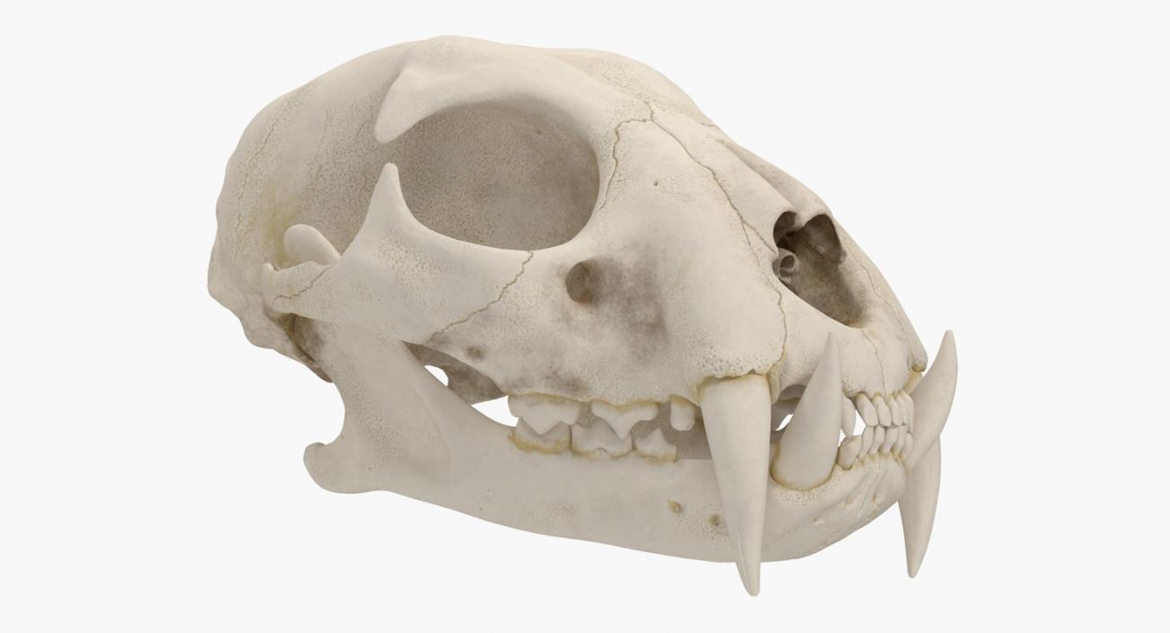 3D Tiger Skull