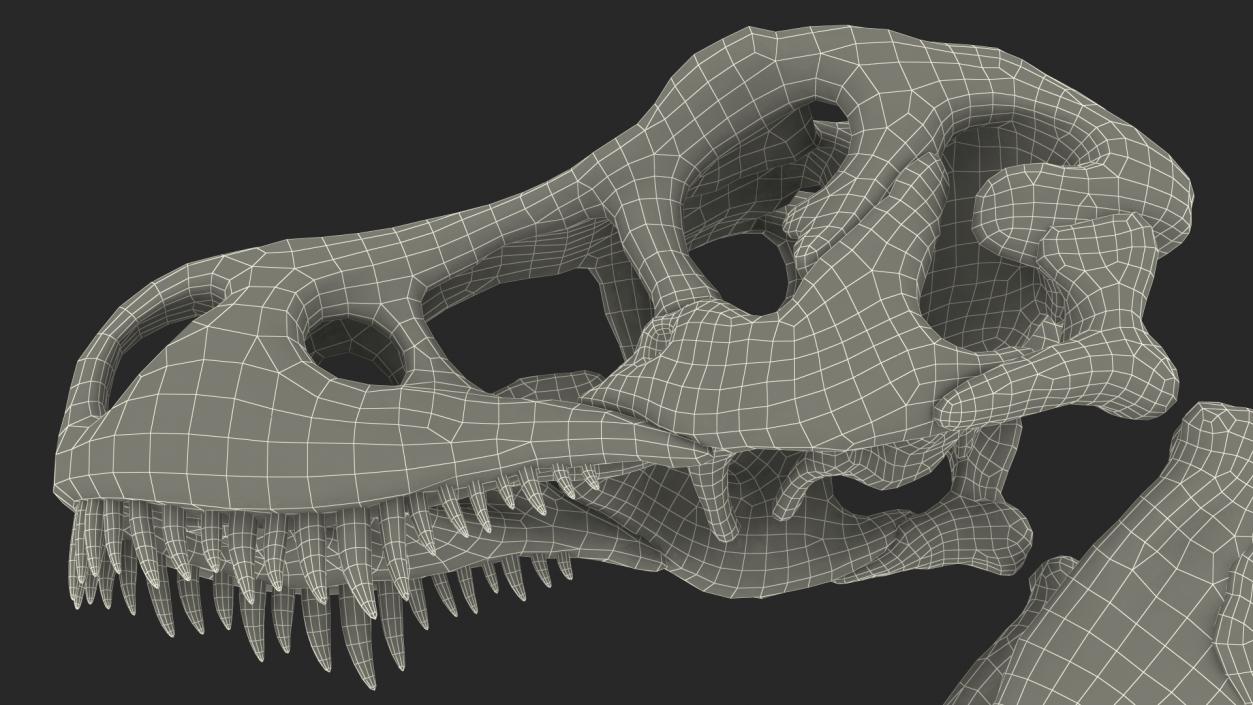 3D T Rex Skull Fossil model