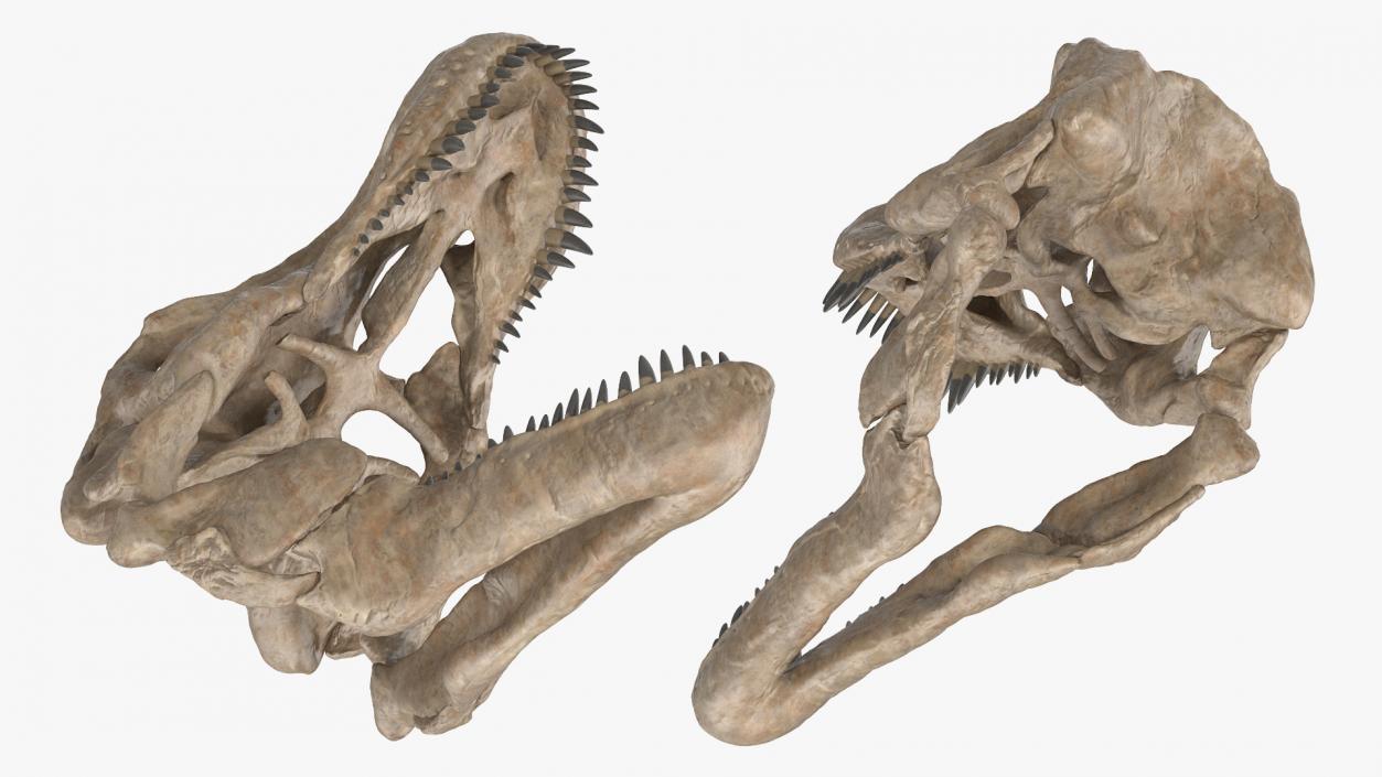 3D T Rex Skull Fossil model