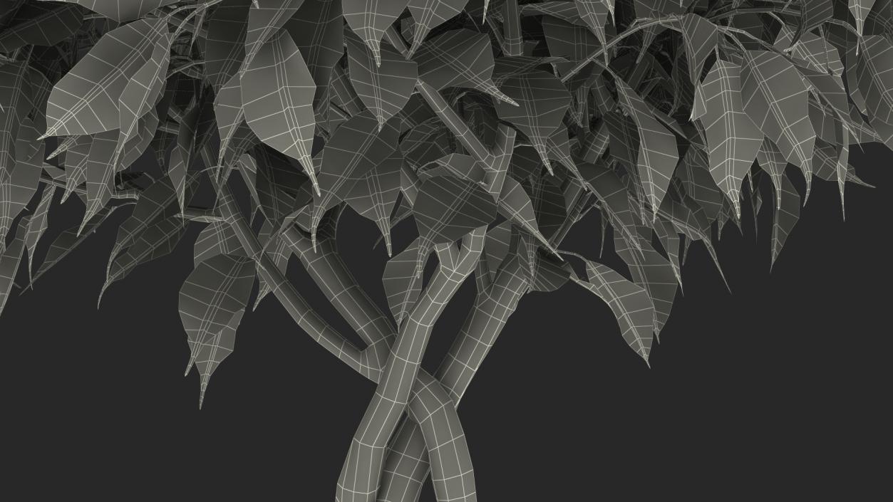 Ficus Benjamina Weeping Fig Tree in Pot 3D model