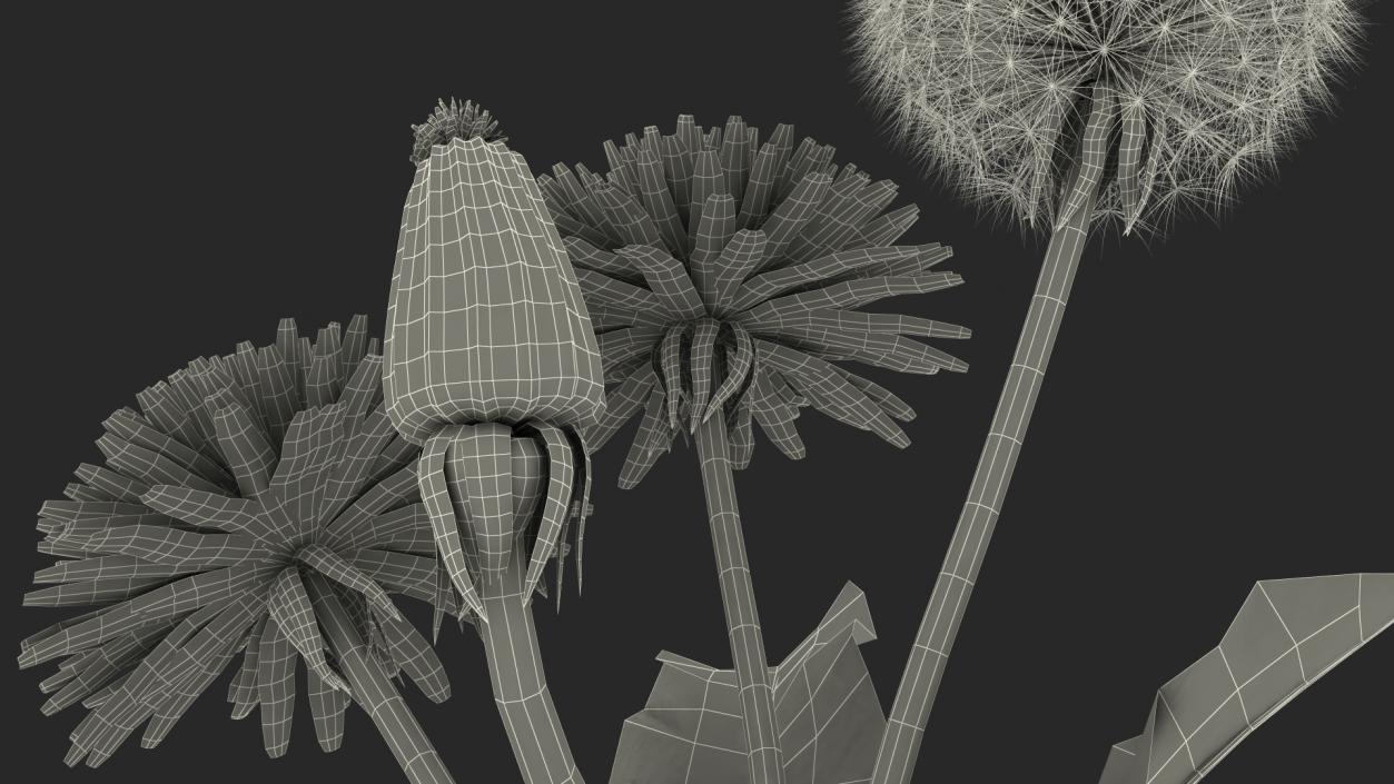 3D Dandelion Plant Taraxacum Officinale