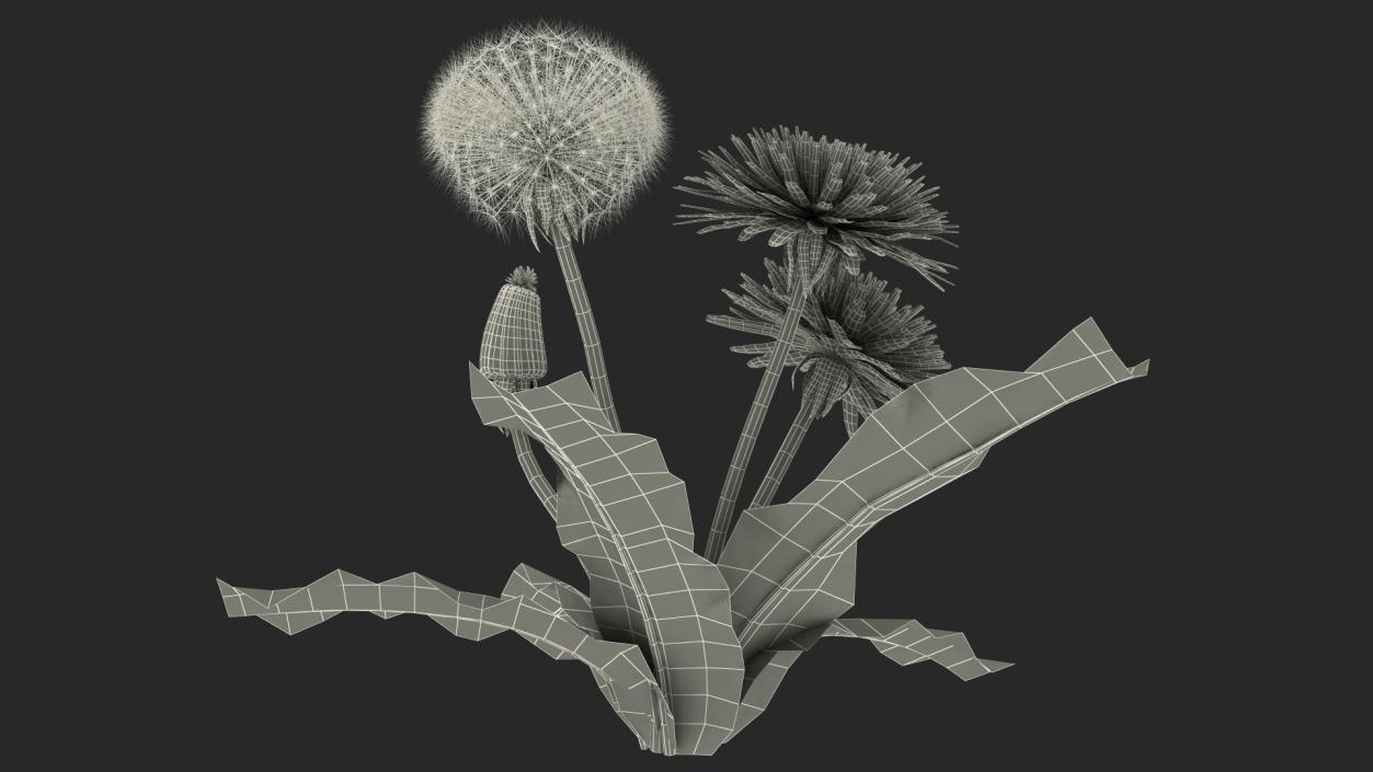 3D Dandelion Plant Taraxacum Officinale