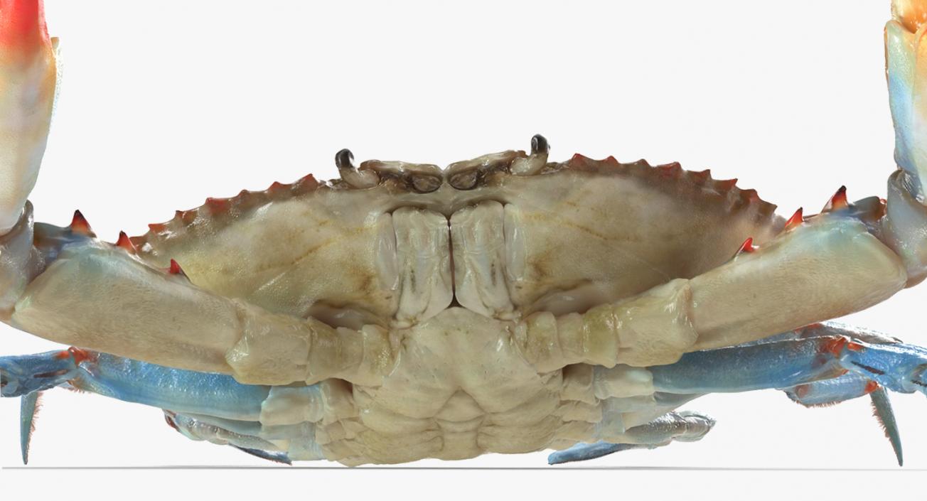 3D model Blue Crab Fight Pose