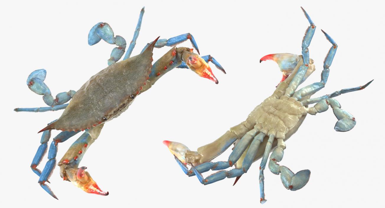 3D model Blue Crab Fight Pose