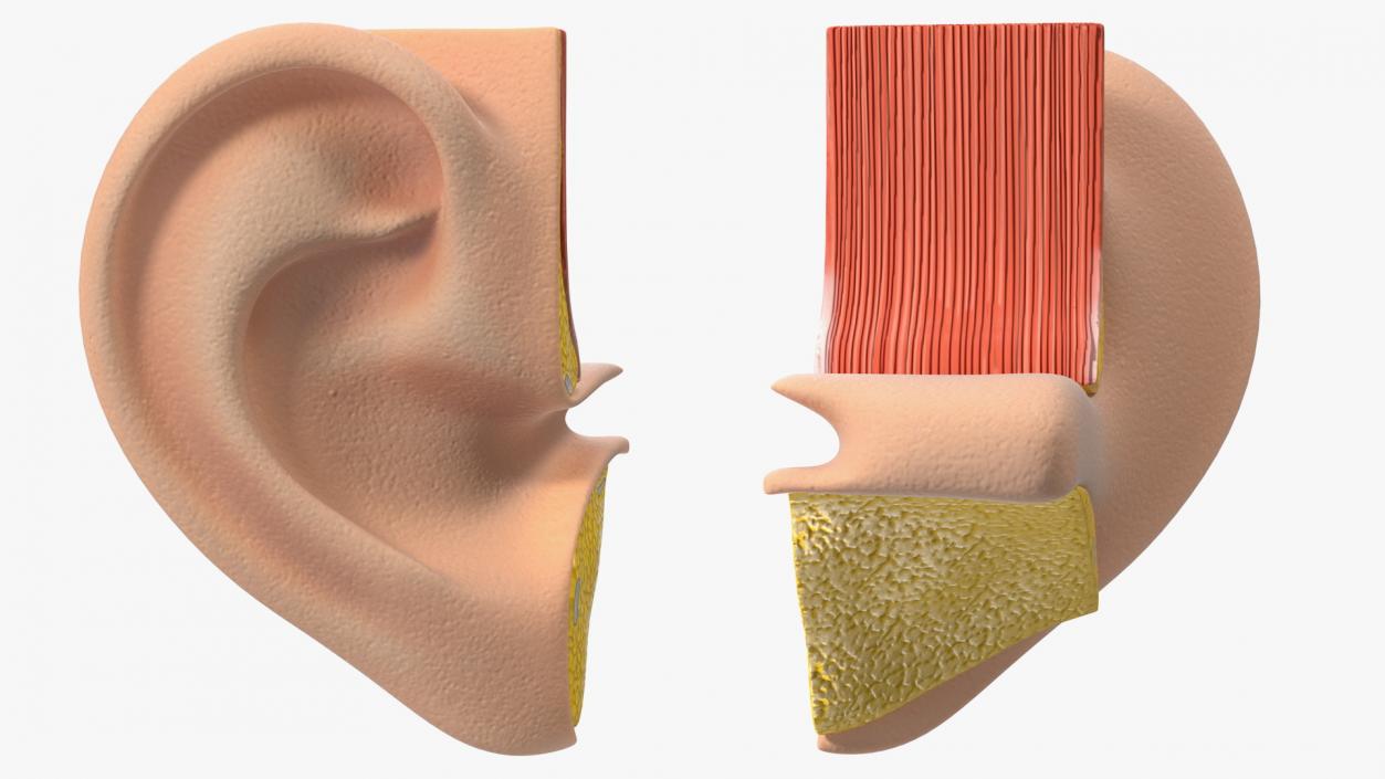 3D Ear Structure model