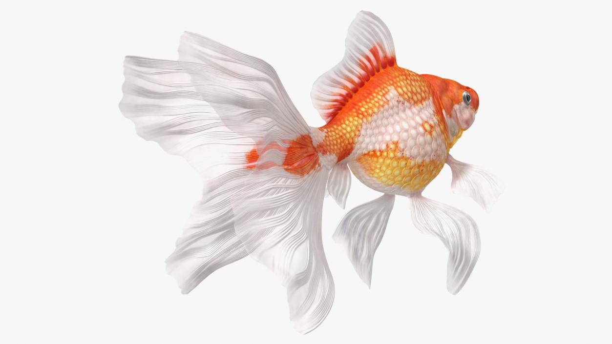 White Goldfish Aquarium Fish Swimming Pose 3D