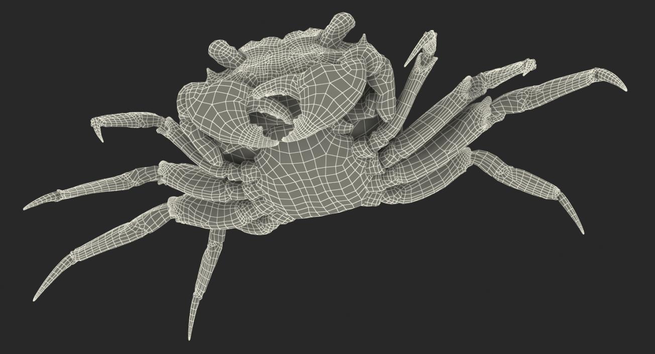 3D model Vampire Crab Geosesarma Rigged