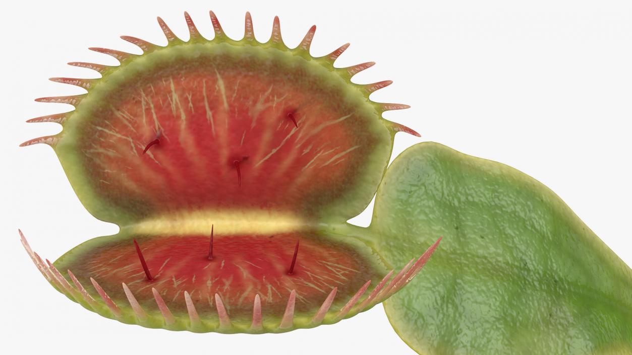 3D Venus Flytrap Dionaea Muscipula Rigged model