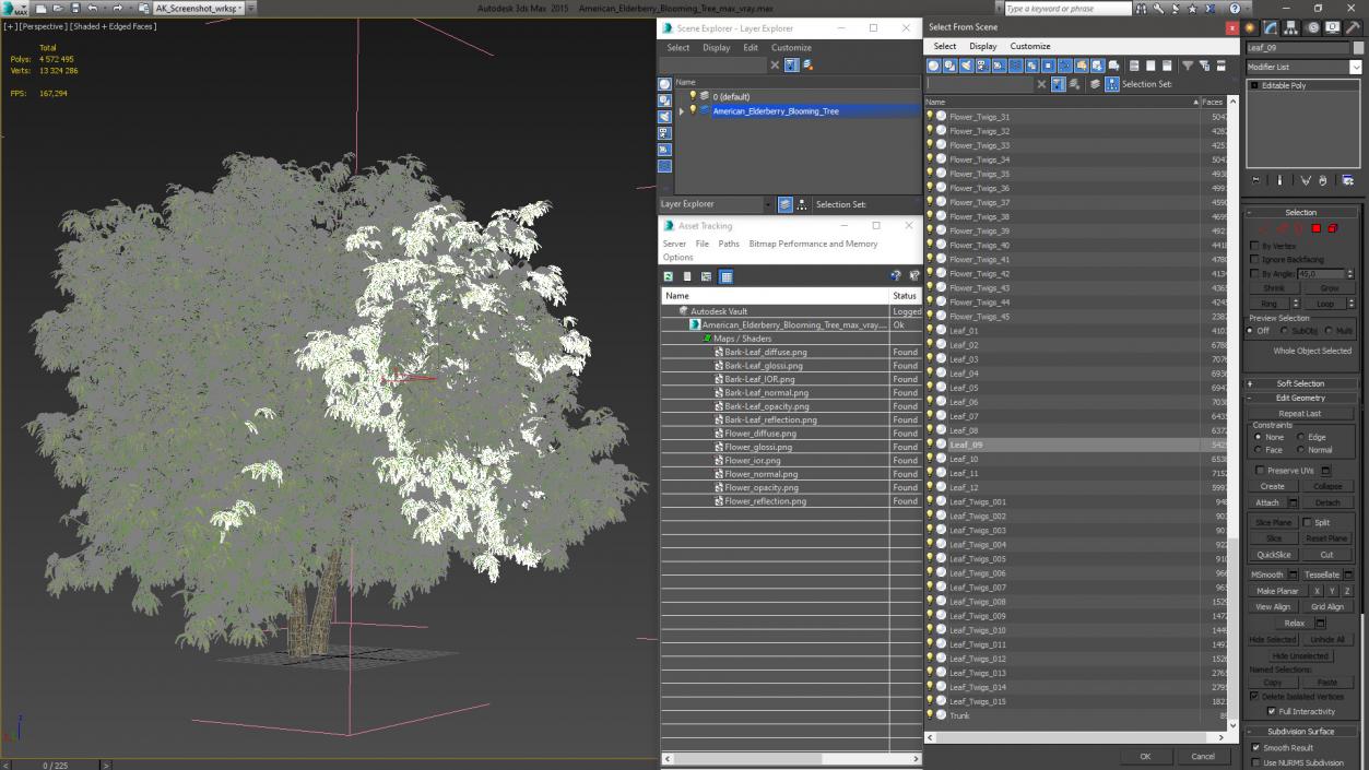 3D American Elderberry Blooming Tree model