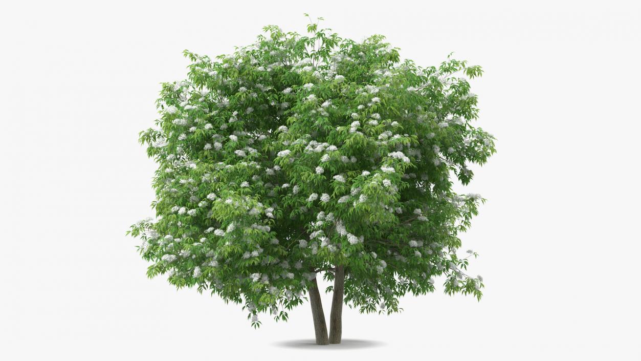 3D American Elderberry Blooming Tree model