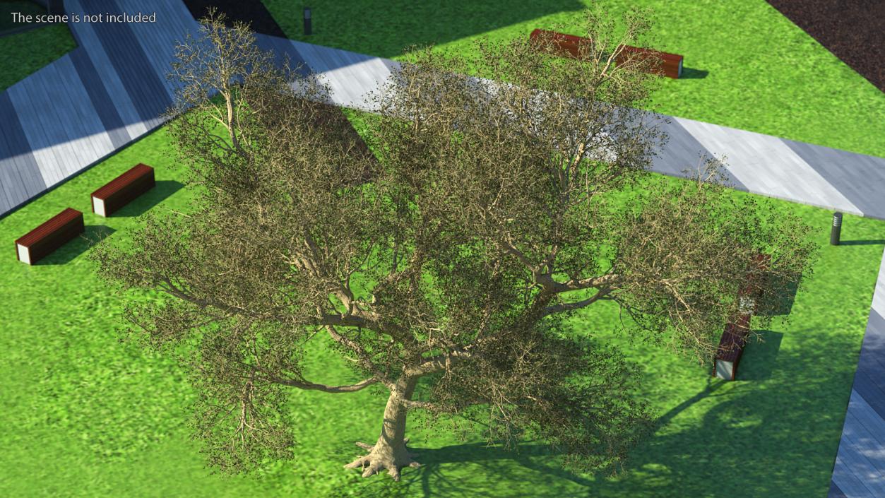 3D Green Tabebuia Avellanedae Tree