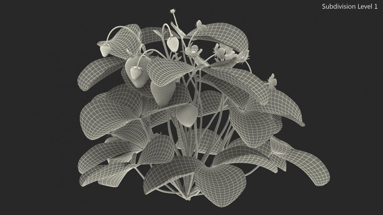 3D Bush of Strawberry Plant with Fruits