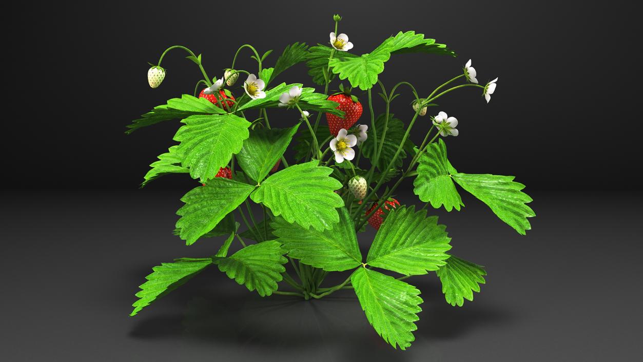 3D Bush of Strawberry Plant with Fruits