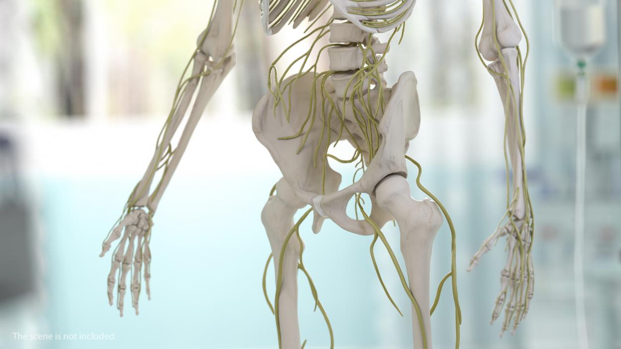 Male Skeleton Nervous System And Skin 3D