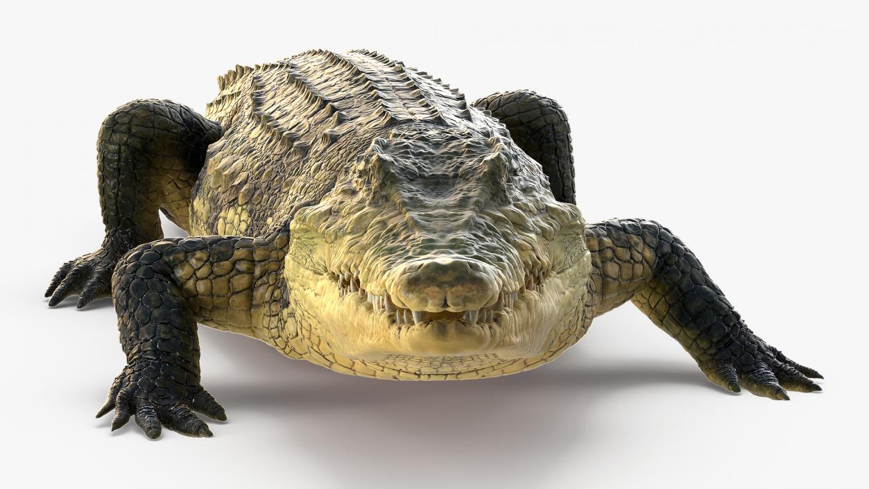 Animated Crocodile Eating Rigged 3D