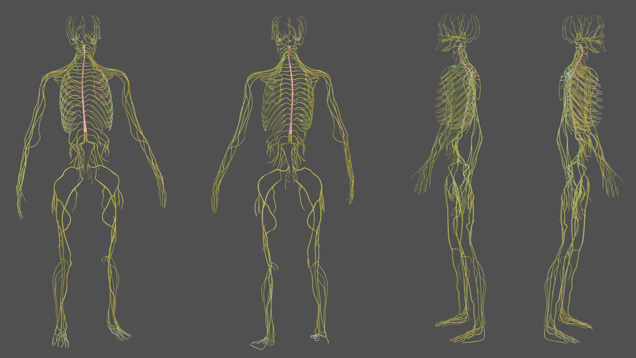 Male Nervous System Full Body 3D model