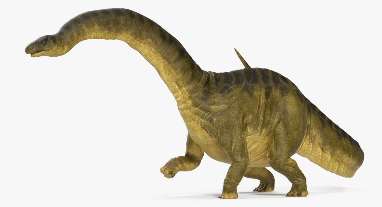 3D Apatosaurus Dinosaur Walking Pose model