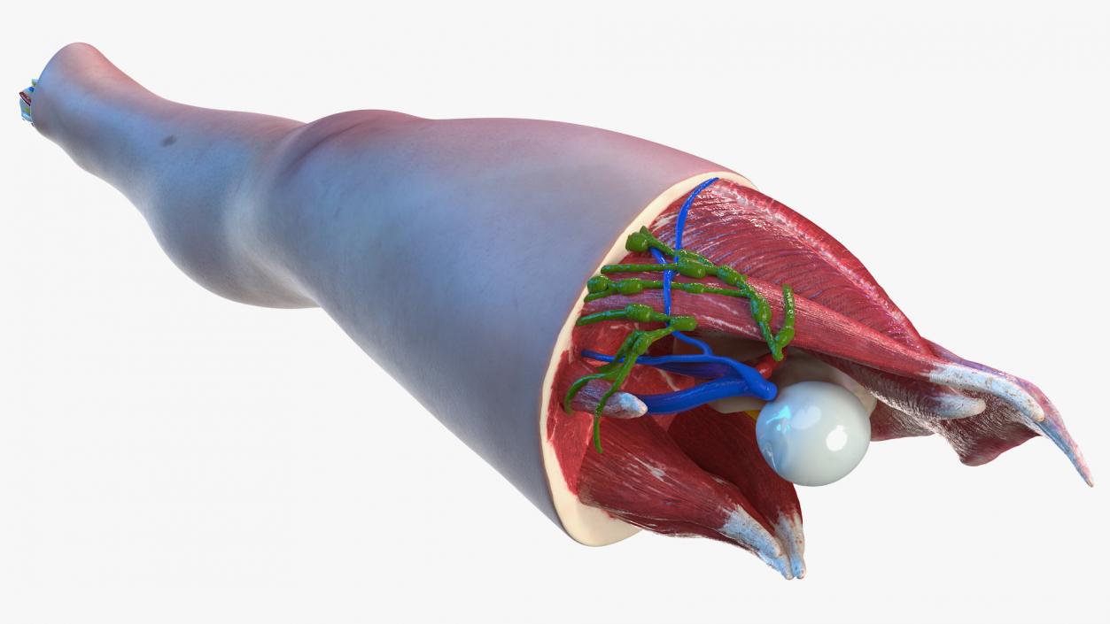 3D model Knee Human Anatomy Rigged