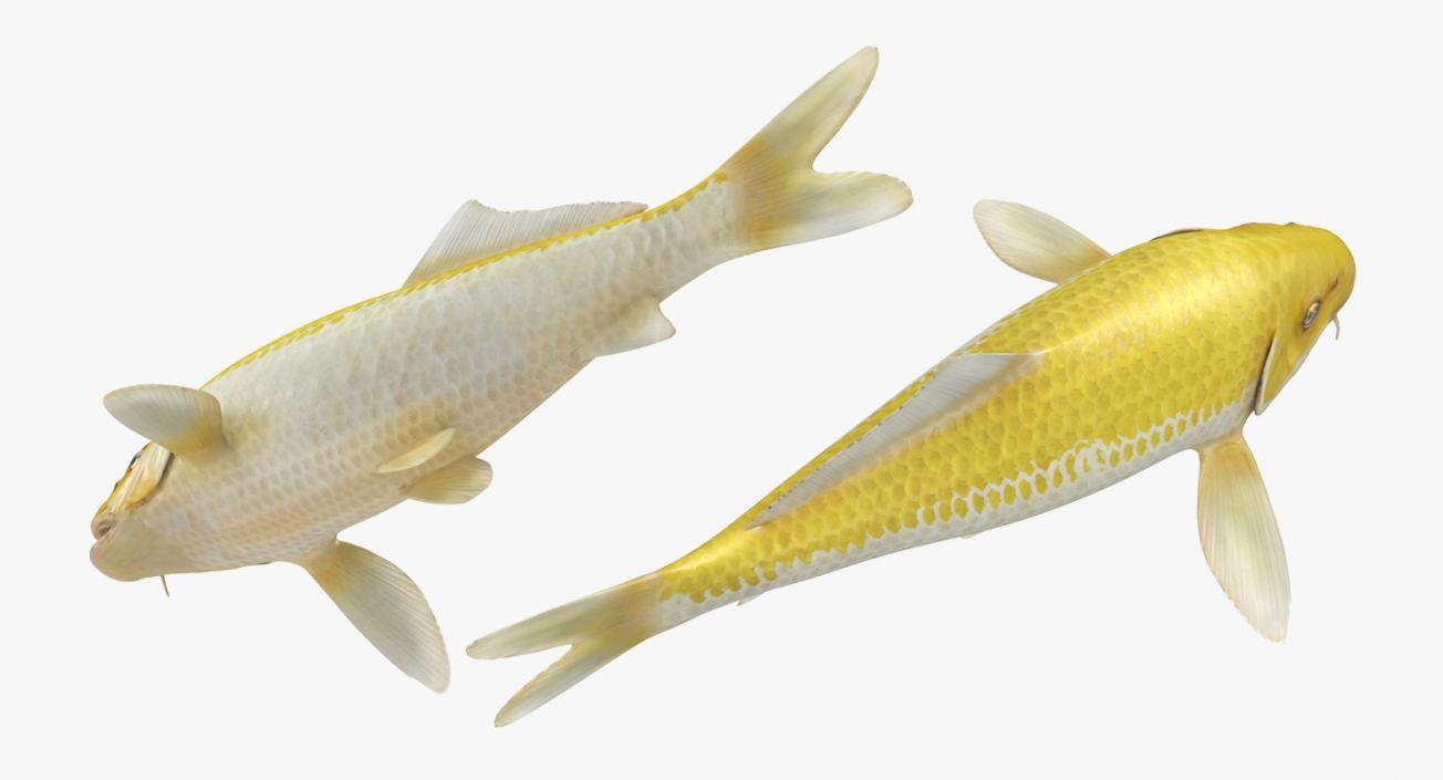 Yellow Koi Ogon Fish Rigged 3D