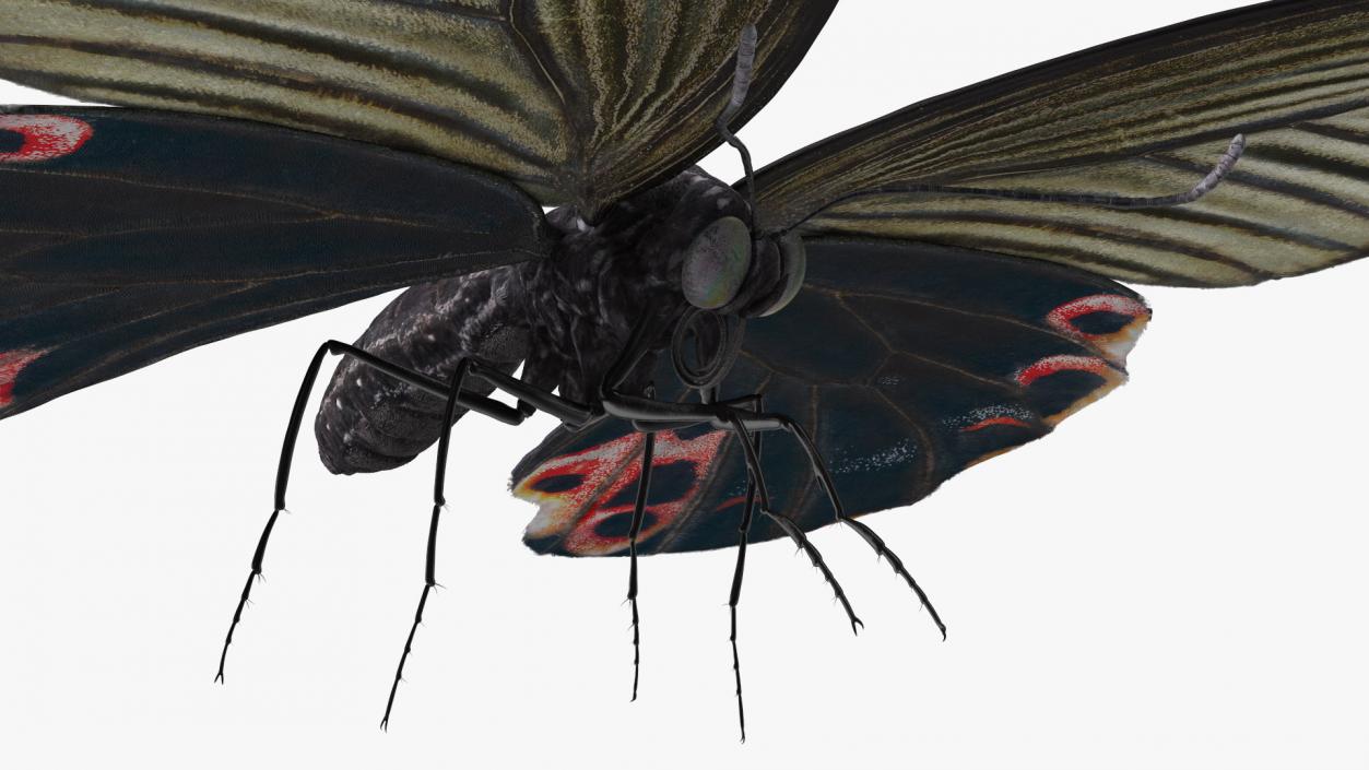 3D Papilio Protenor Butterfly Female model