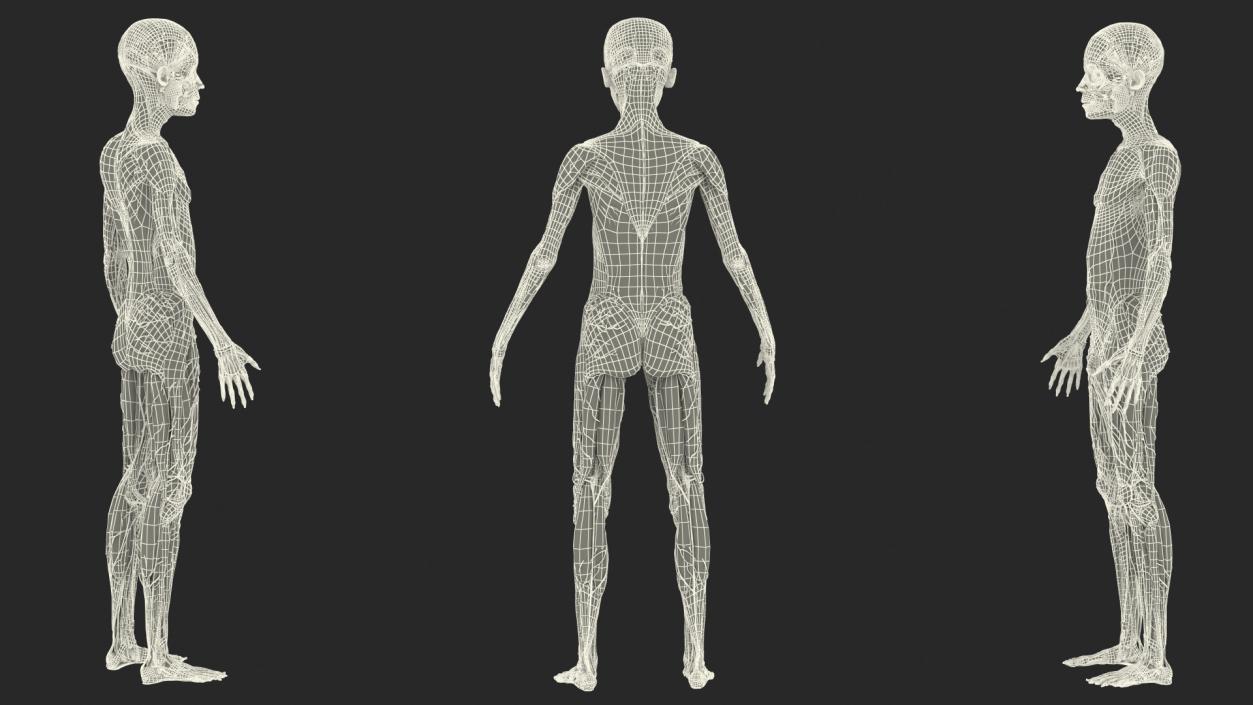 3D Boy Full Body Anatomy