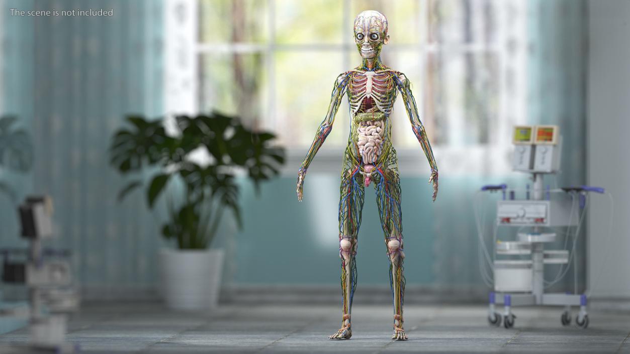 3D Boy Full Body Anatomy
