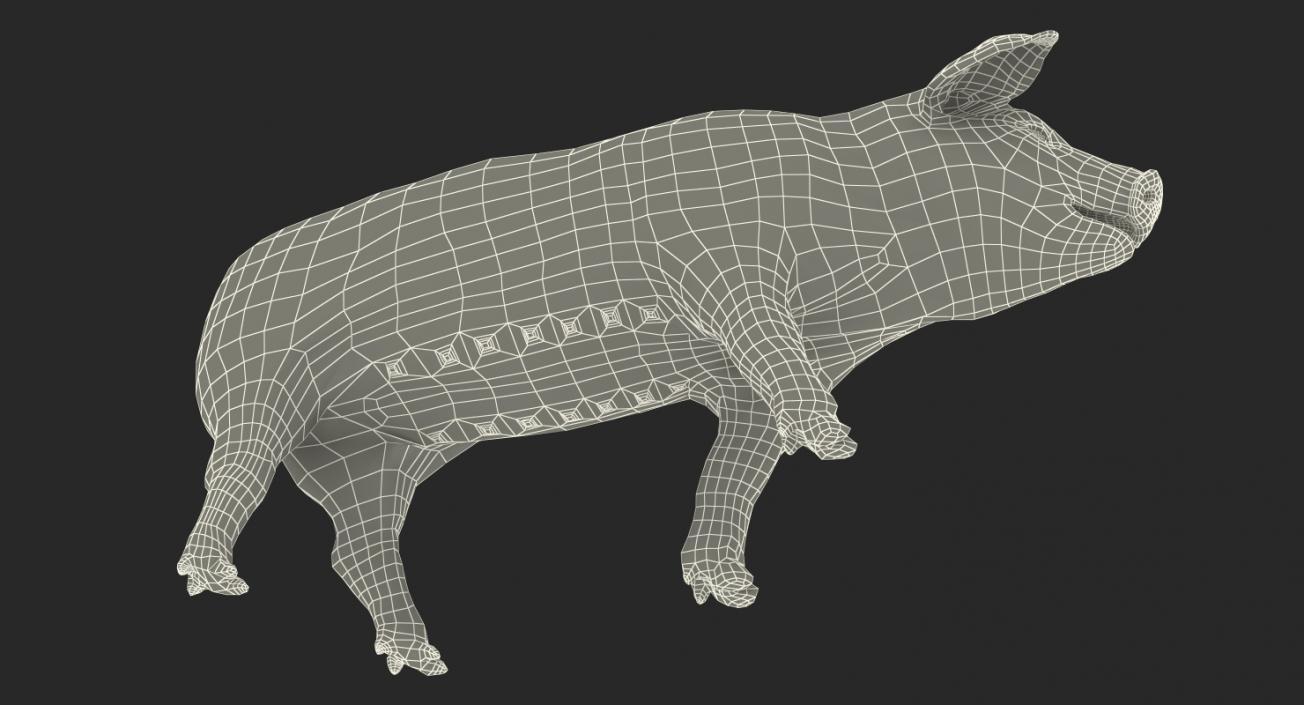 3D Pig Piglet Landrace with Fur Walking Pose