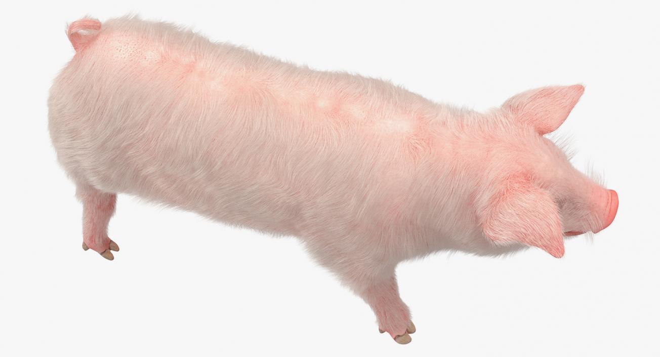 3D Pig Piglet Landrace with Fur Walking Pose