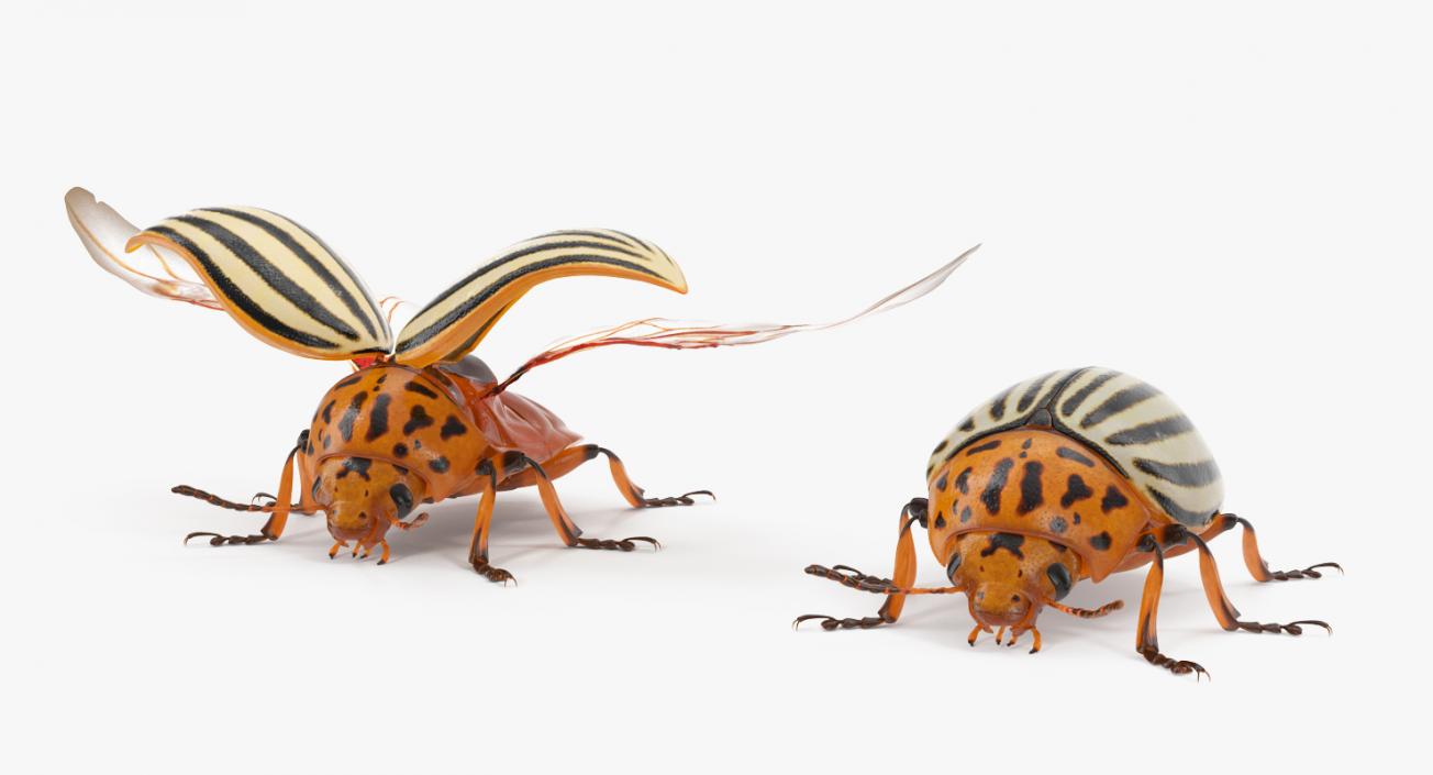 3D Colorado Potato Beetle Collection model