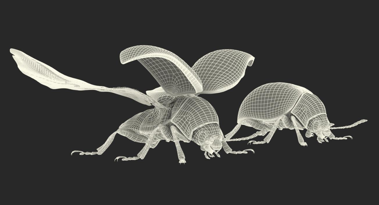 3D Colorado Potato Beetle Collection model