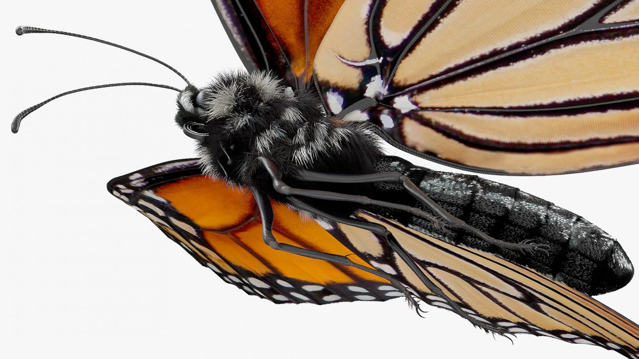 Animated Flight Monarch Butterfly Fur Rigged 3D model