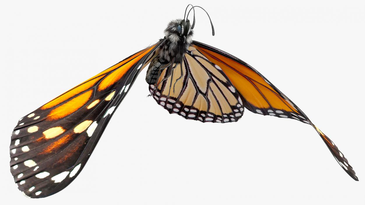 Animated Flight Monarch Butterfly Fur Rigged 3D model