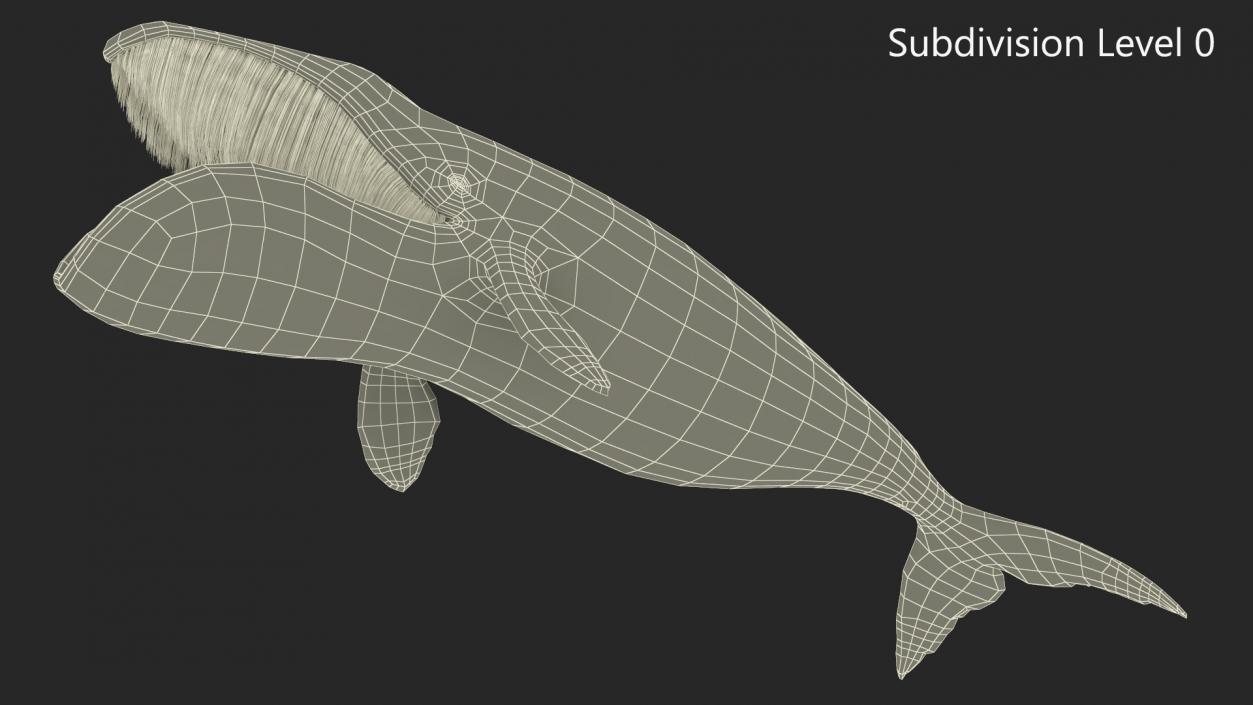 3D Greenland Right Whale