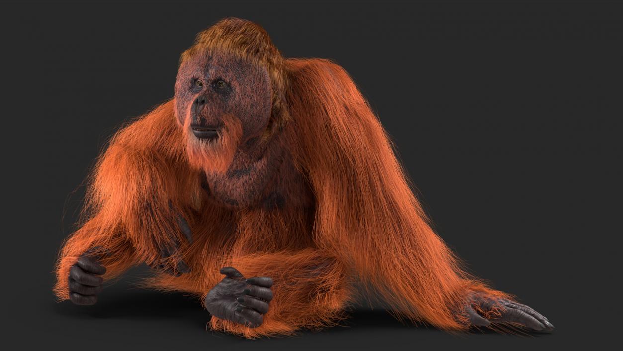 Tired Sitting Orangutan Fur 3D